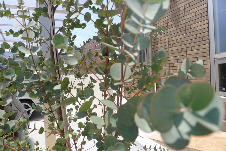 外構　エクステリア　植栽　ユーカリ　おしゃれ　かわいい　素敵